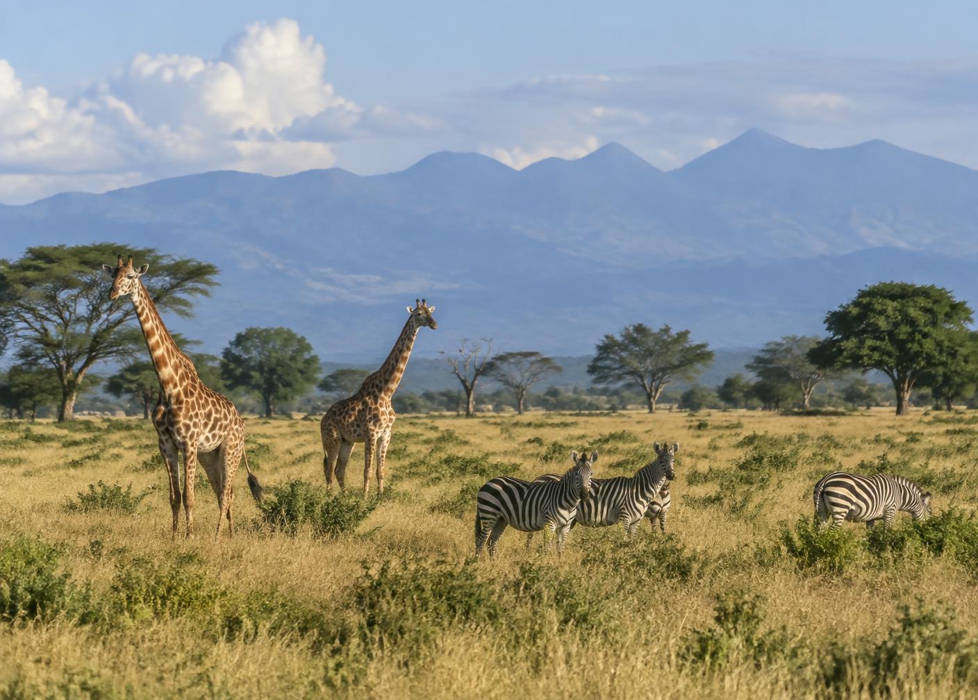Mikumi National Park