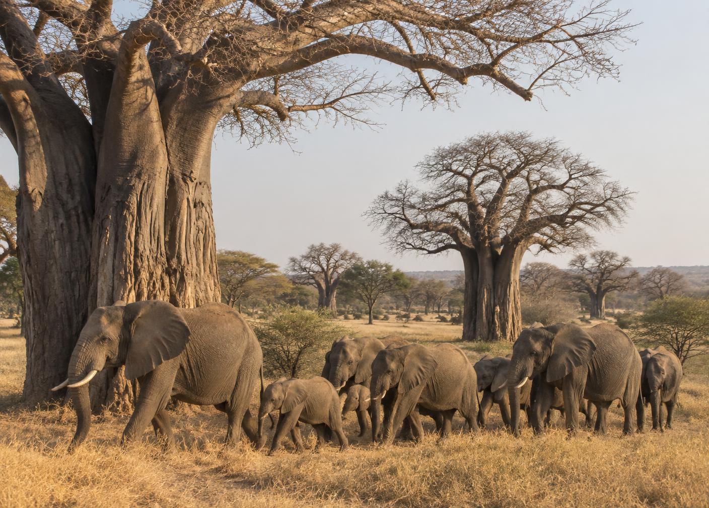 Tarangire National Park